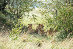Mara Engai Wilderness Lodge