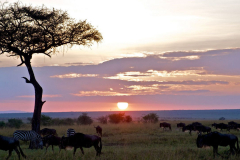 Mara Explorer Camp