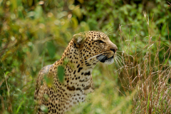 Mara Explorer Camp